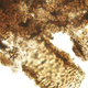 Fossilized dinosaur cells, blood vessel, and bone matrix.
